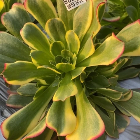 738特斯拉满25包邮多肉