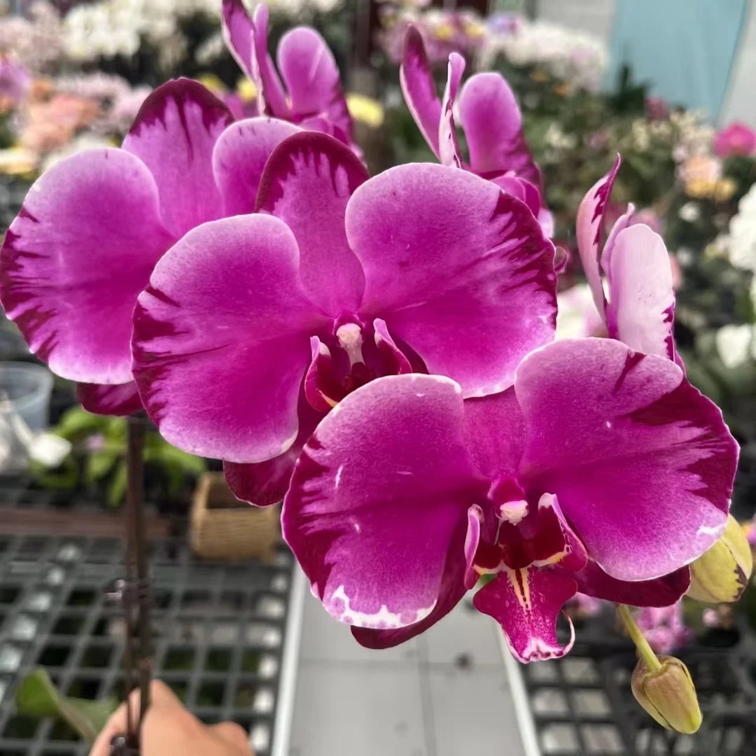 【粉红豹】5.5寸台湾品种抽梗苗 暂未开花 基地直发