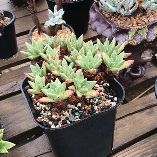 韩货绿菊仙女棒杯