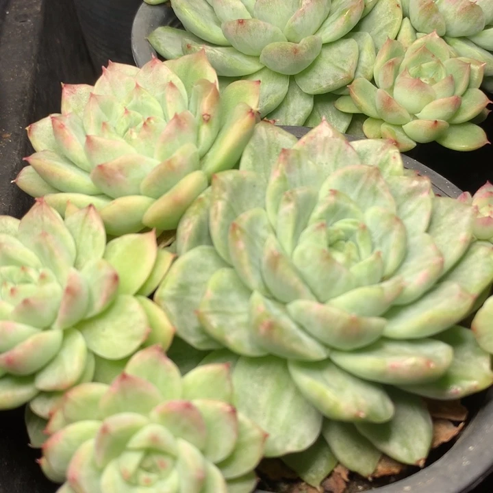 雪花锦四头脱土发货