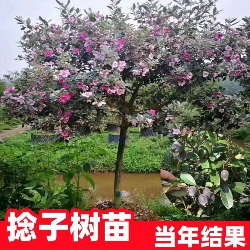 捻子当年念子野生桃金娘树山结果大苗山乌稔苗老桩树苗棯树苗