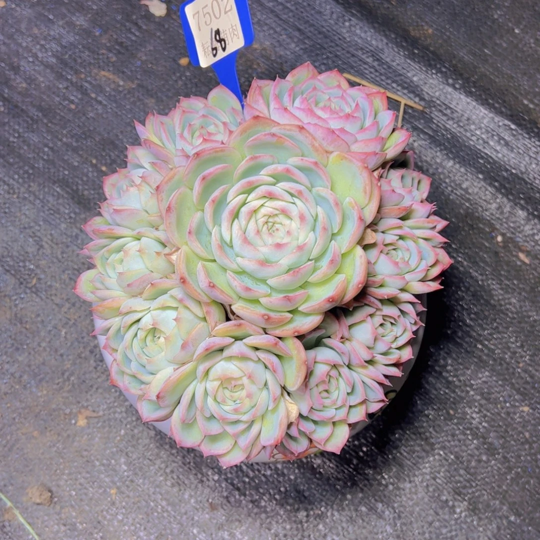 义***顾侧影7502多肉植物带盆