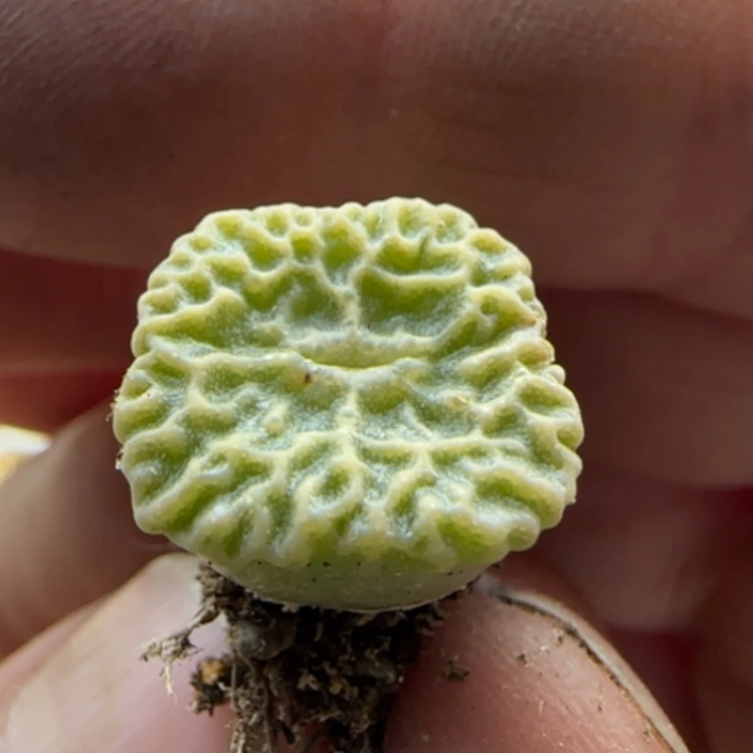 【闪购商品】13366