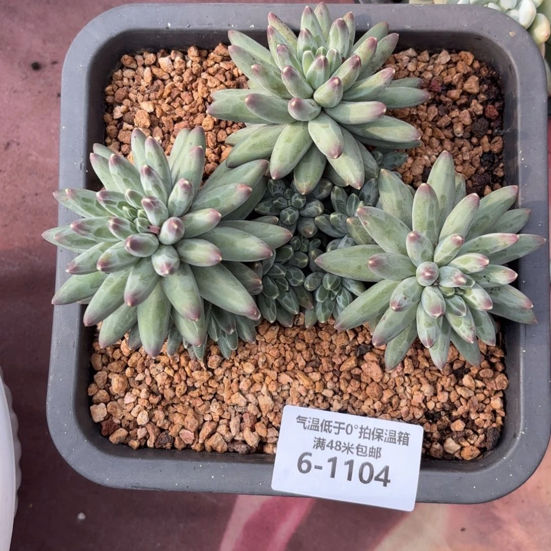 এ***心6-1104伊拉鲁斯多肉植物