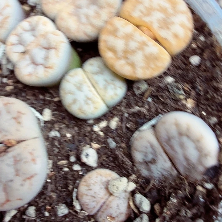 你说是谁在的了吧610