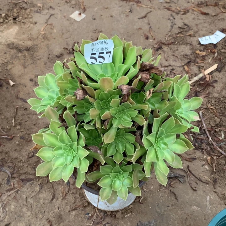 557火焰山手捧2号棚