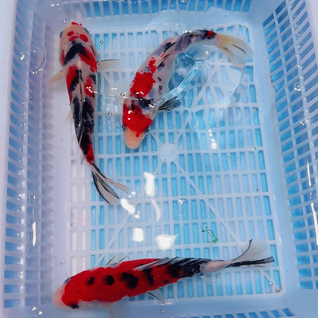 锦鲤锦鲤观赏鱼一物一拍