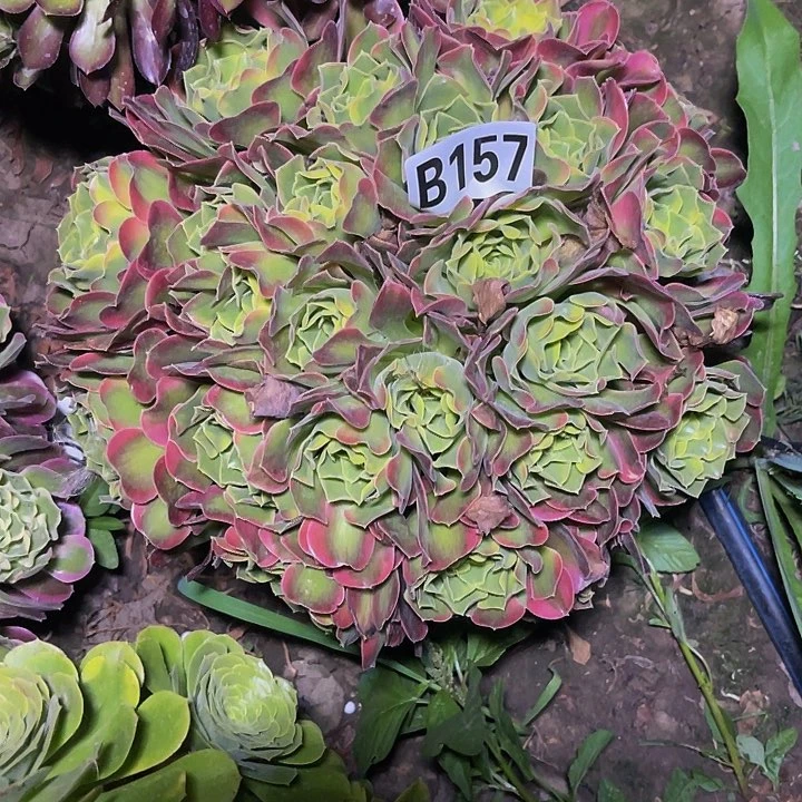 炫彩法师13///10包邮