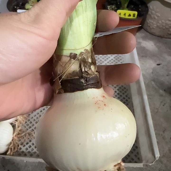 交响曲7cm，裸球发货