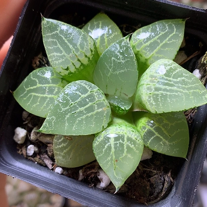 水晶康平101带盆土发货lloo
