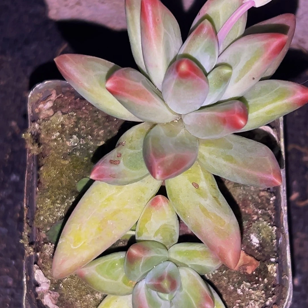 桔云多肉美人精品系列