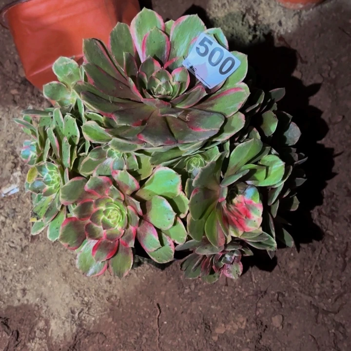 500孔雀翎多肉植物