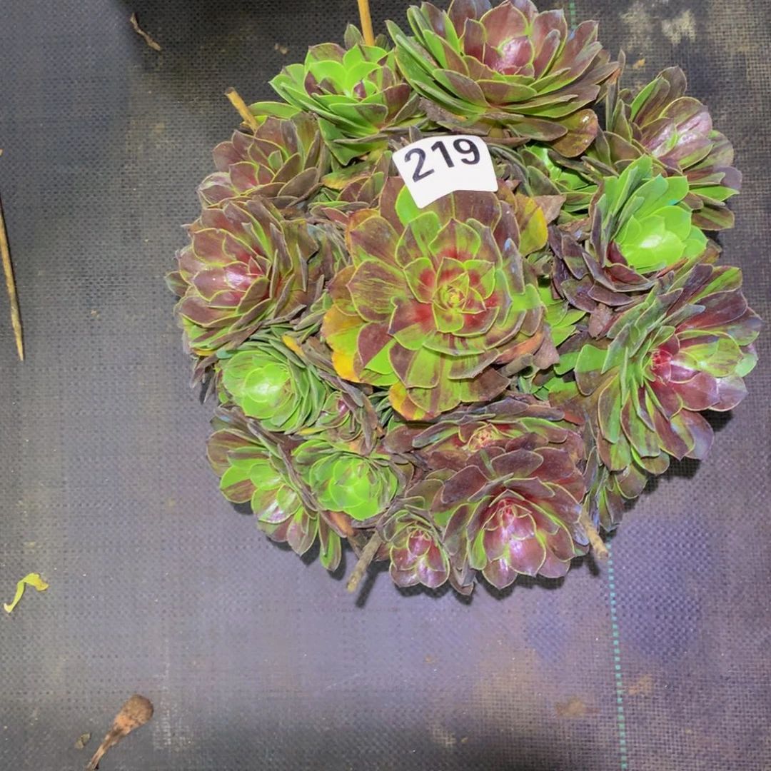 用***味法师多肉植物219花月夜