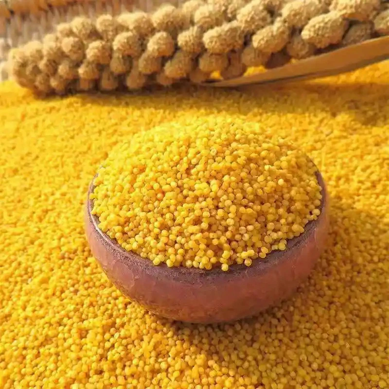 河北行唐农家小米熬粥米油丰富优质杂粮适合做早餐