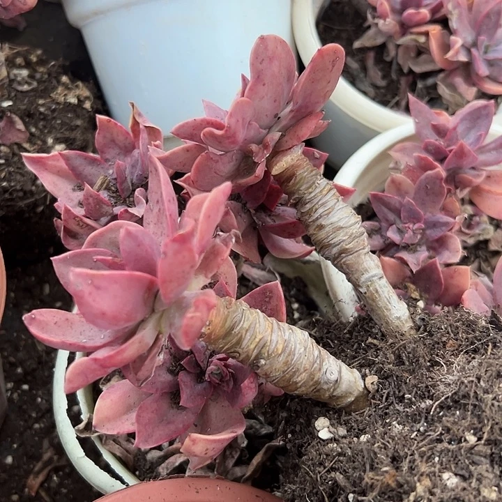 无花朵花伐老桩。