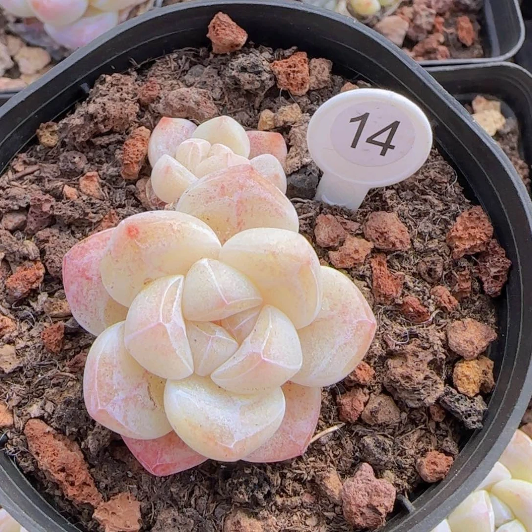 冰玉一颗精控优选