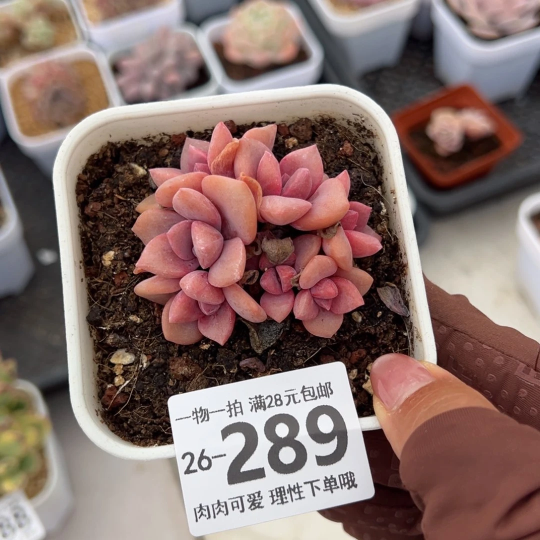 彩虹糖多肉多肉多肉多肉