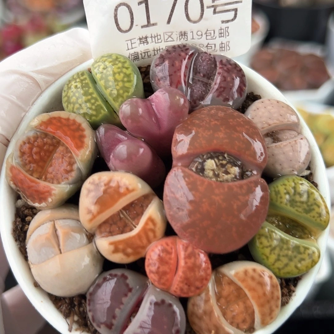 好养易活生石花大母本0170