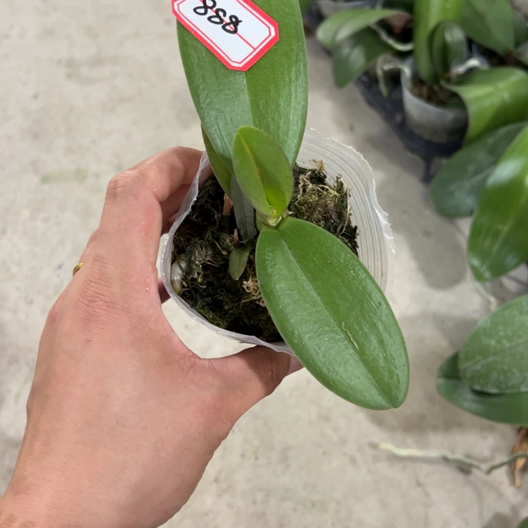 时****当前无花栽培后可以开花888刘氏樱花瑕疵苗不售后