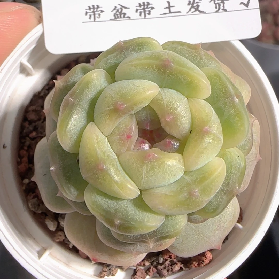 多肉1228-256白恋