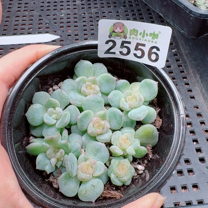 日****多肉植物多肉植物