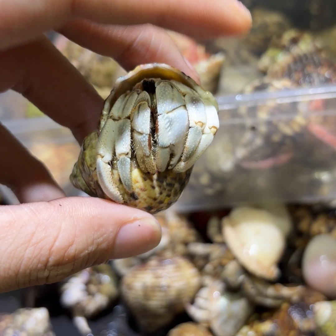 活体寄居蟹 不退不换 29