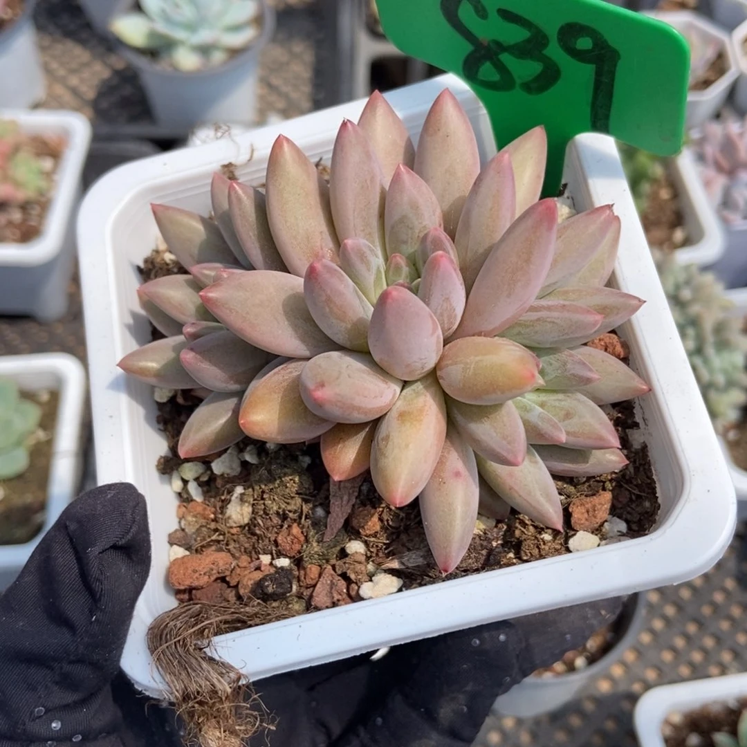 839车厘子多肉植物保护