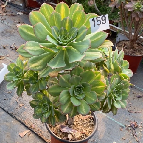 黄中斑多肉植物法师不包损