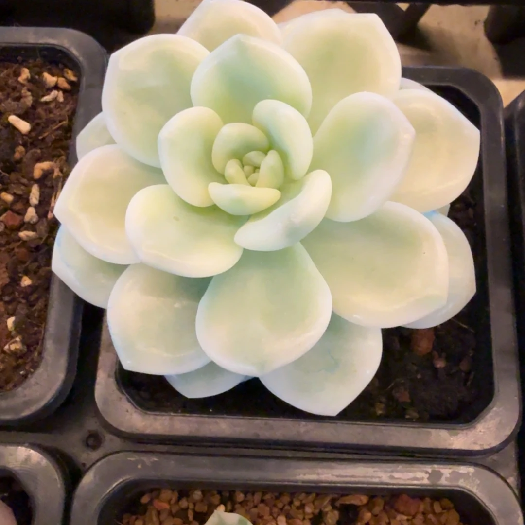 若桃 安吉园艺锦锦