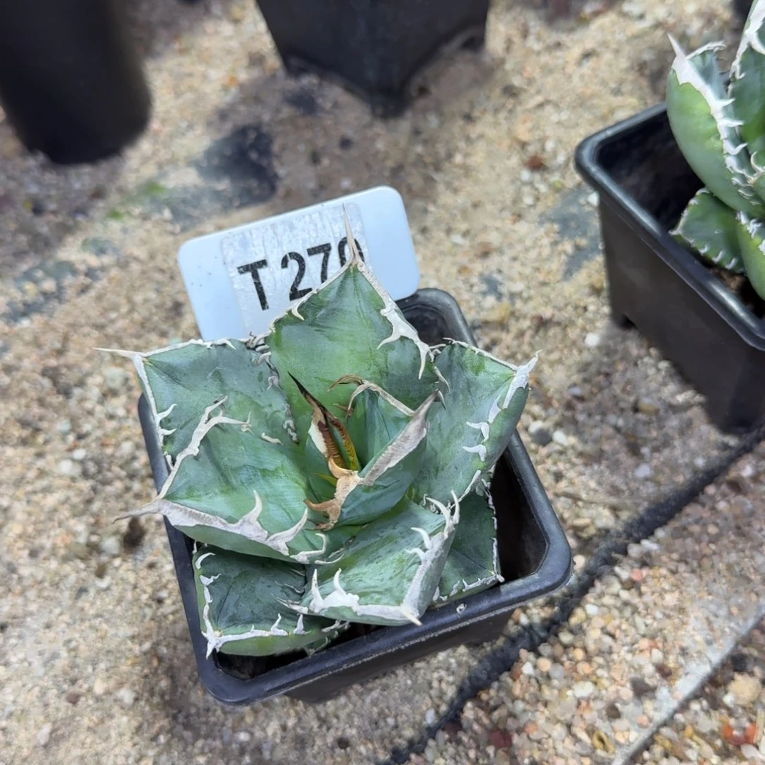 克***特福利立可白一颗脱土发