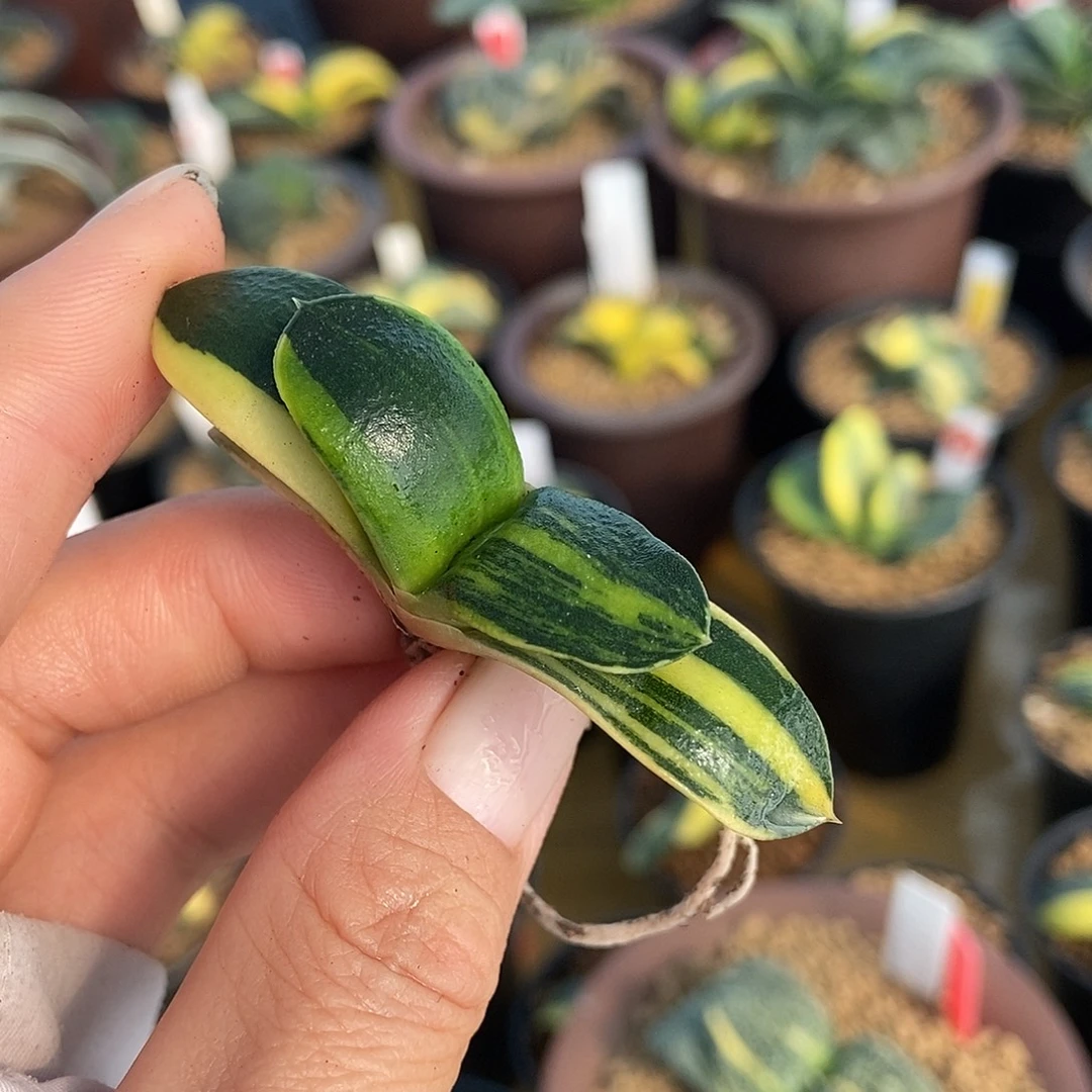 665卧牛实生锦带盆发货