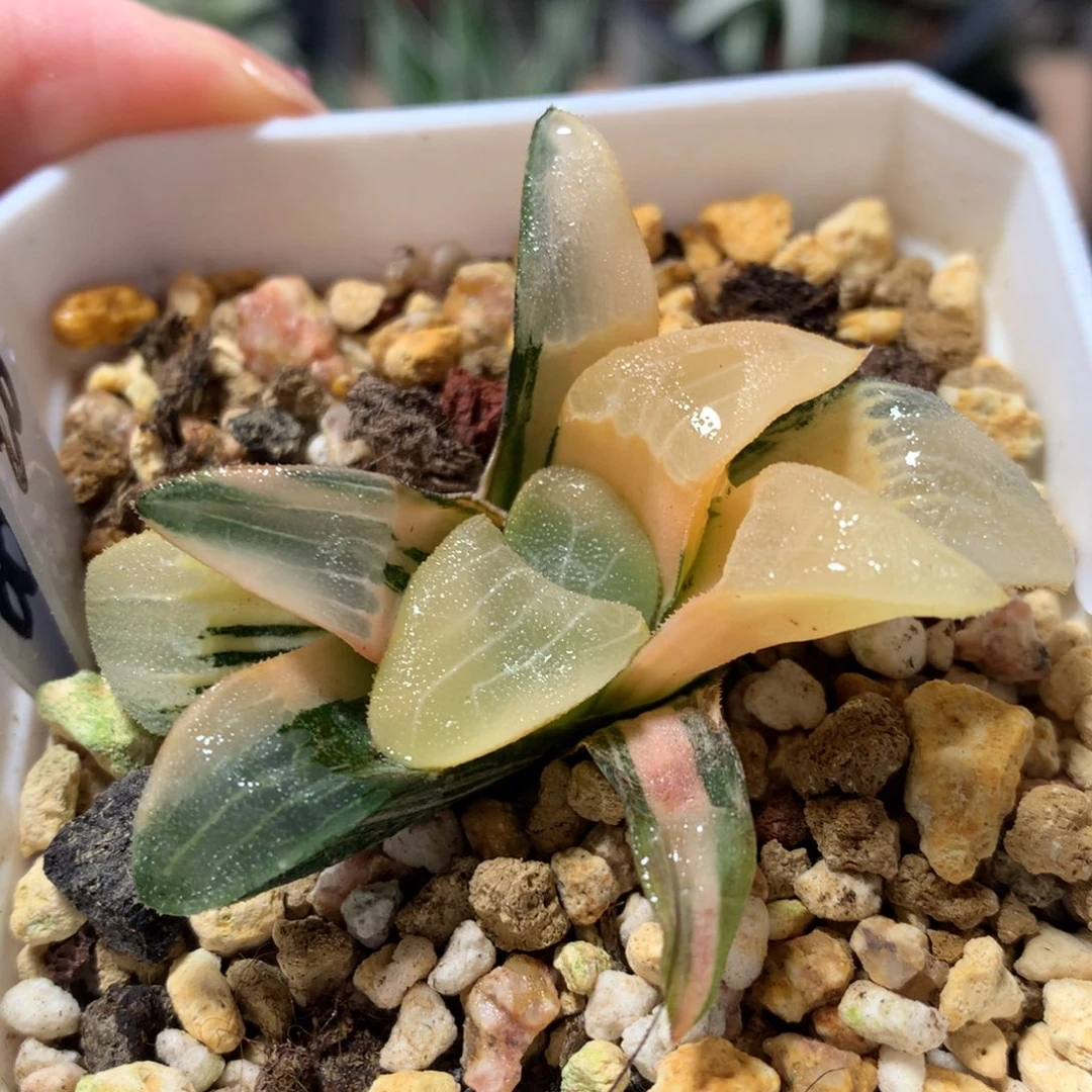 20号克锦一物一拍