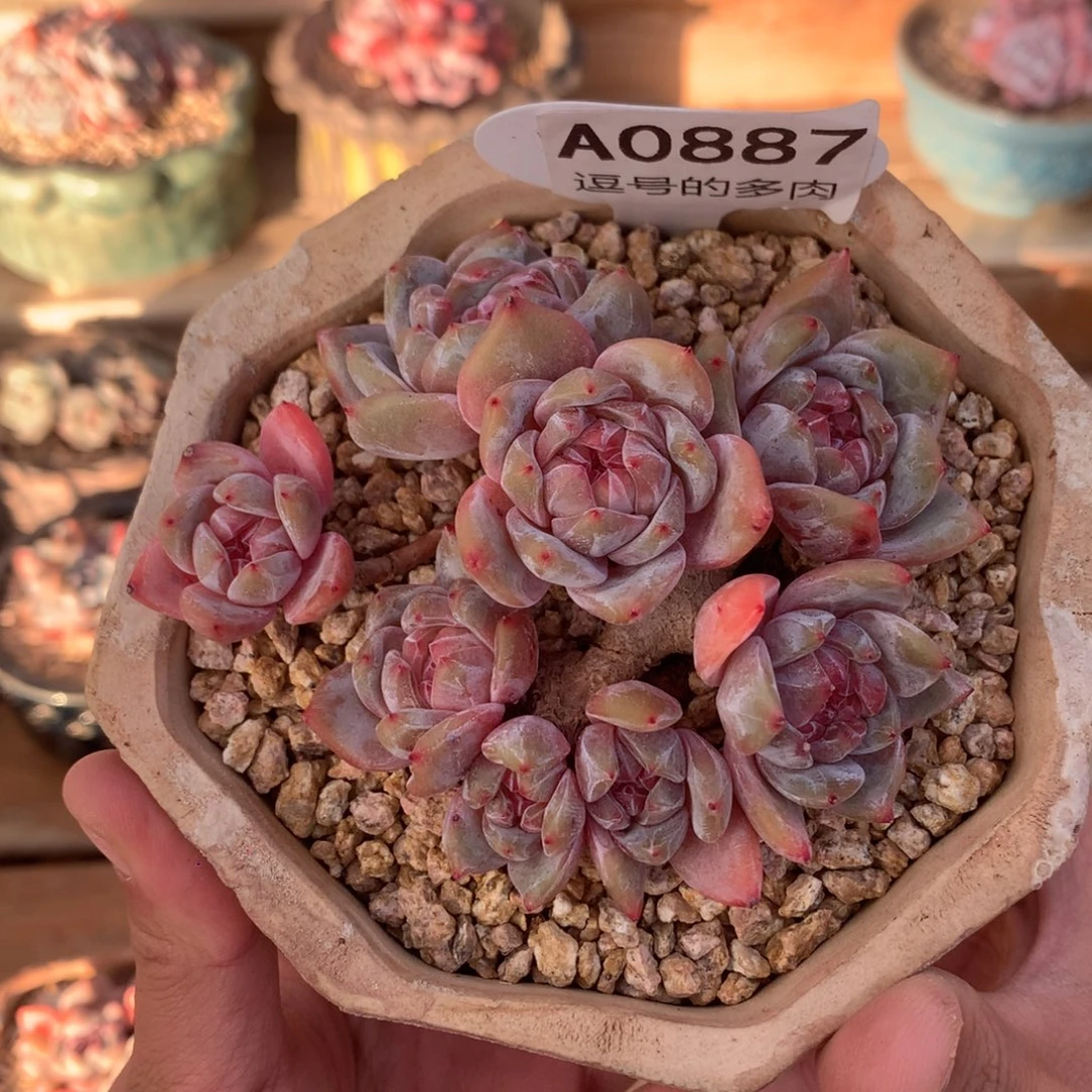 木***人A0887 星影老桩 有砍 9.5cm