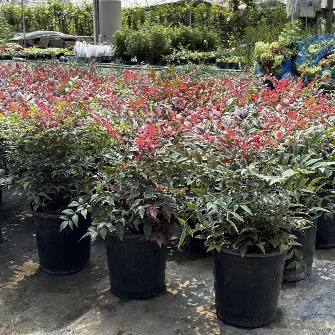 红宝石南天竹耐热耐寒原盆原土四季好养