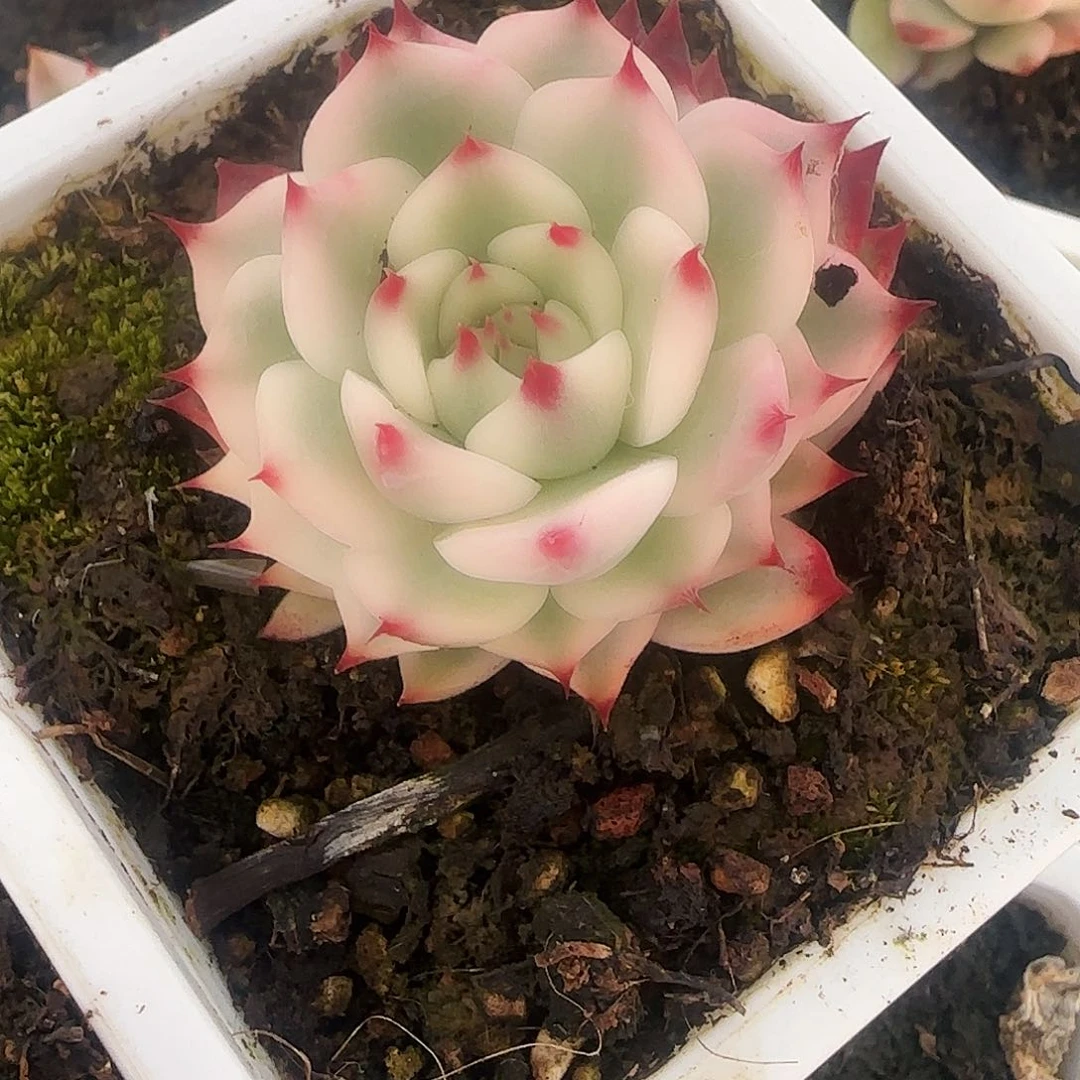 ?**零柒零零 多肉植物