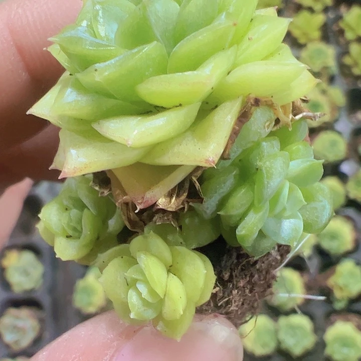 奶油麦秆精品多肉植物