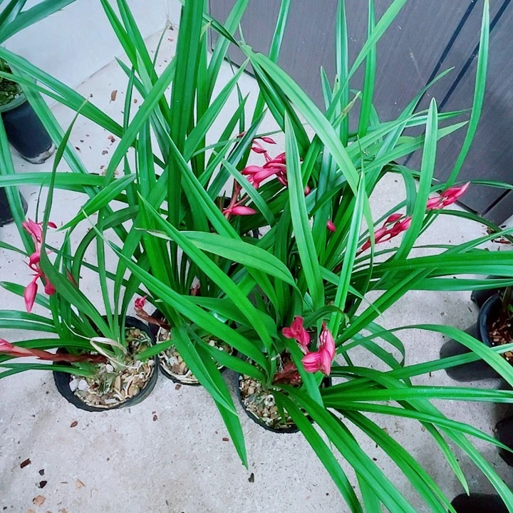 秋榜红夫人5盆一起
