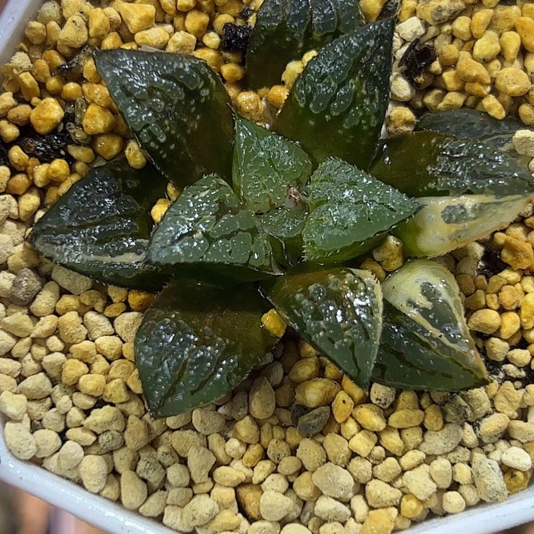 青木女王锦十二卷多肉植物