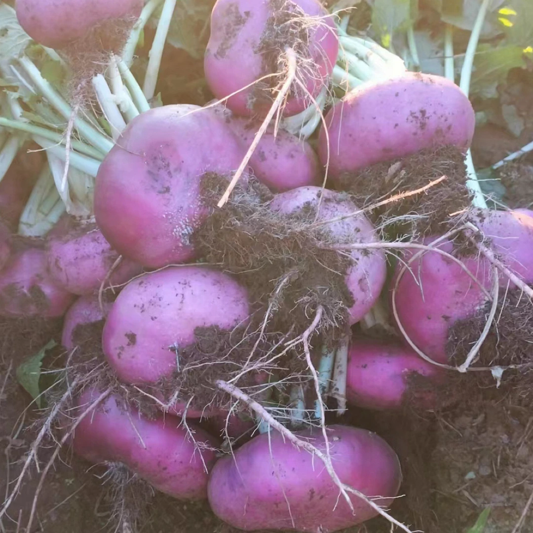 云南(药山）新鲜现拔满金萝卜
