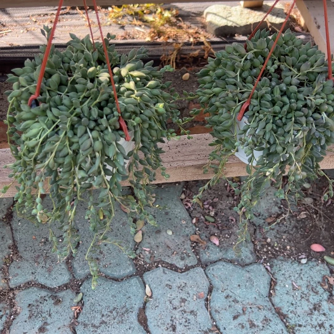 情人泪多肉植物精品