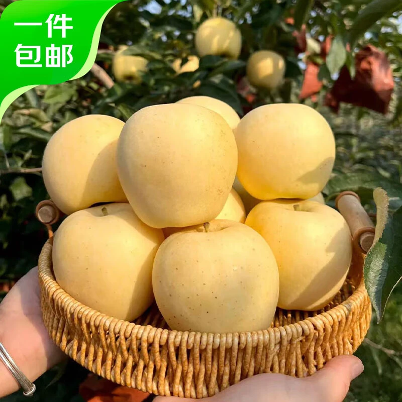 【黄金维纳斯苹果】山东烟台栖霞黄金维纳斯苹果甜