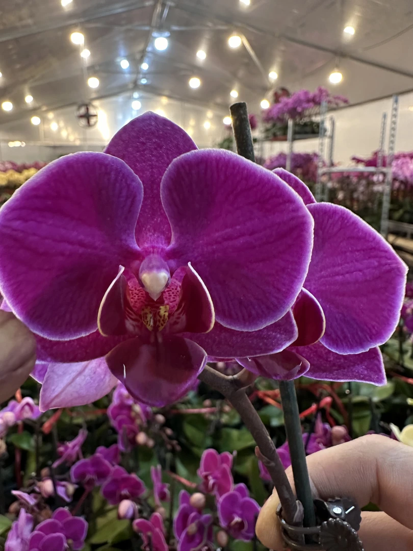 蝴蝶兰【幸福小红花】广东源头基地直发带花带花苞发货