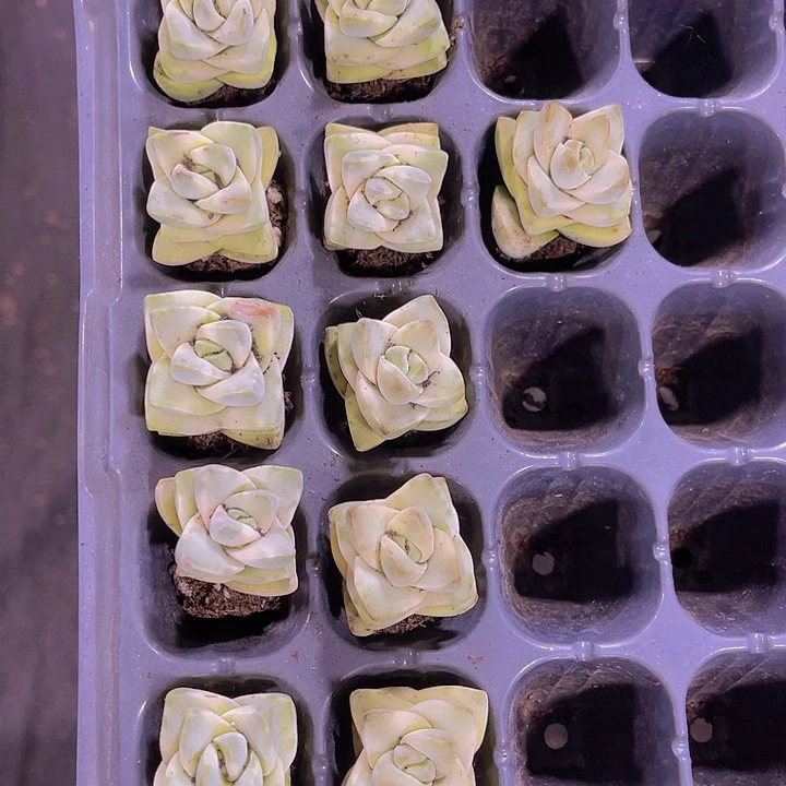 季枝川锦多肉植物