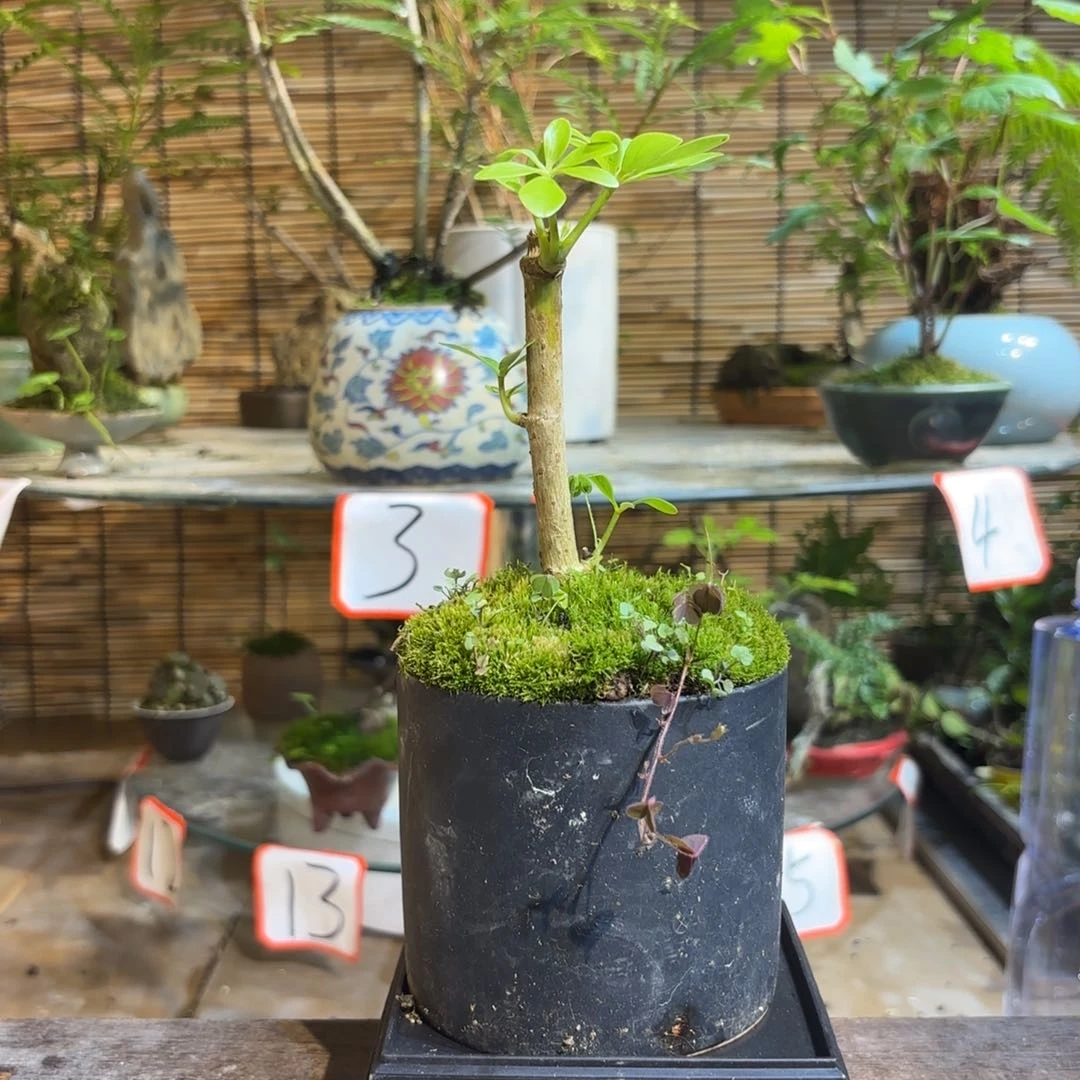 无花朵凌退款拉黑 一物一拍79
