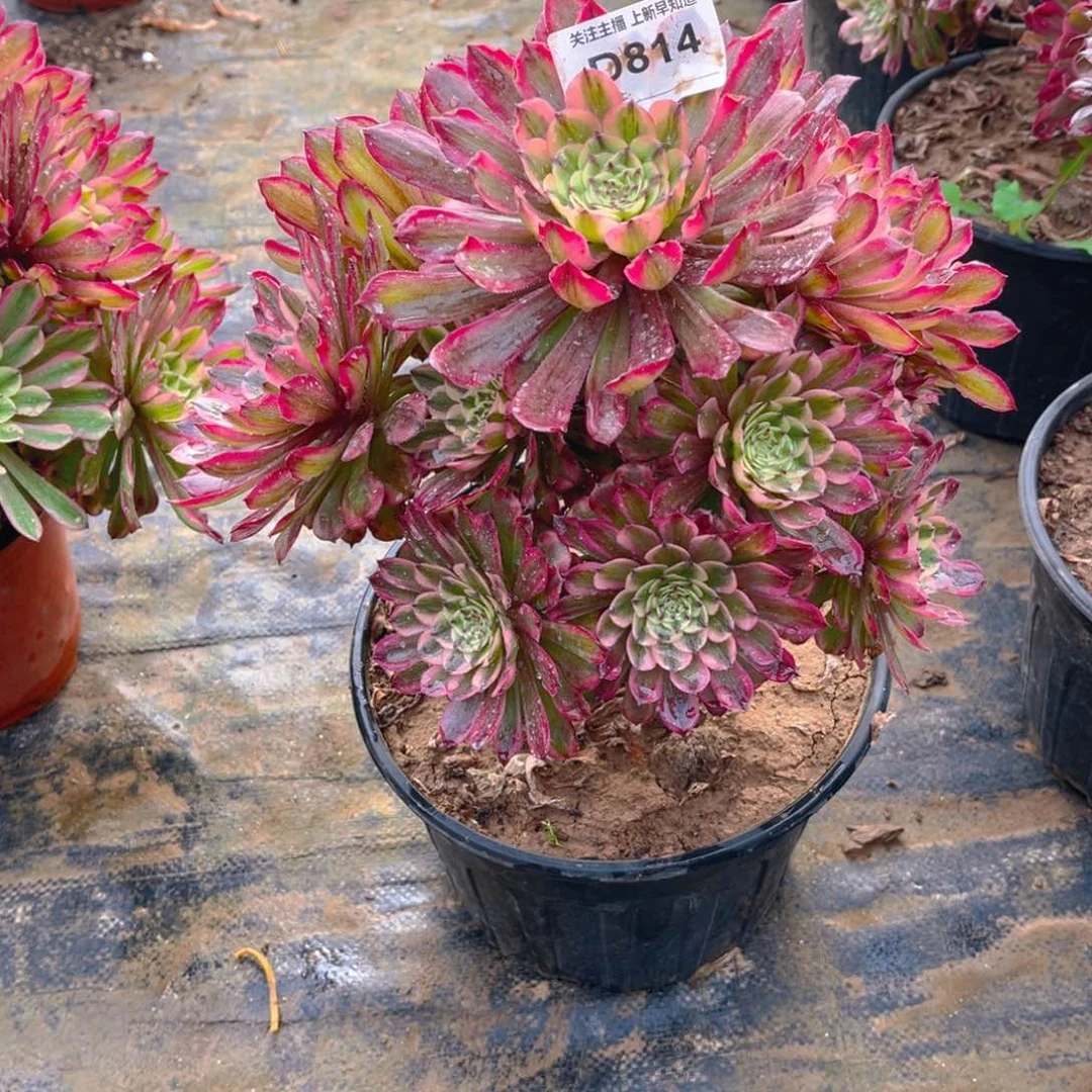 二*姐多肉植物814黛玉