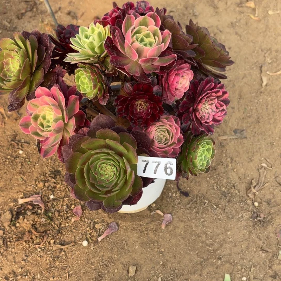 沐**光776法师嫁接多品种不包损