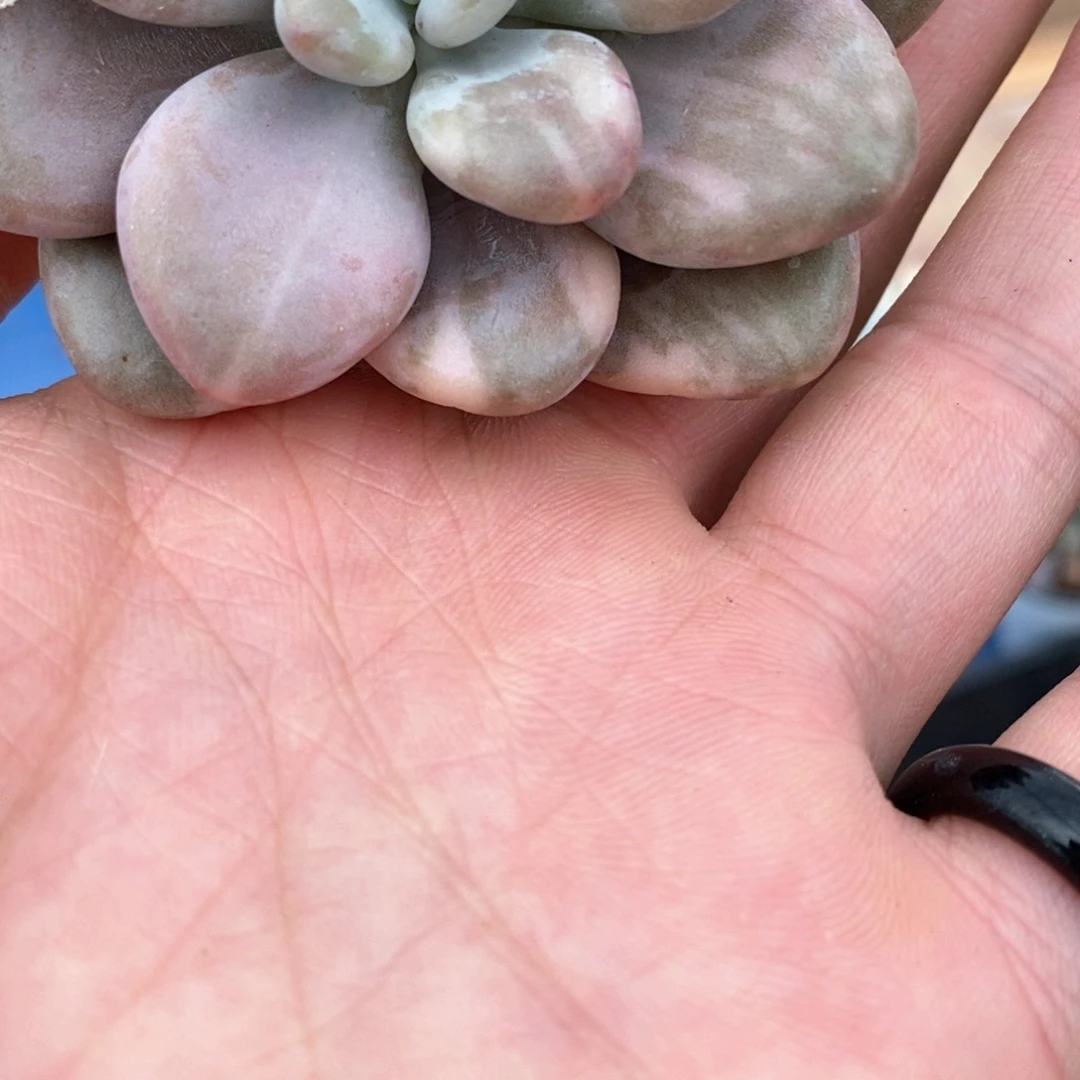 桃蛋锦拉丝锦多肉锦