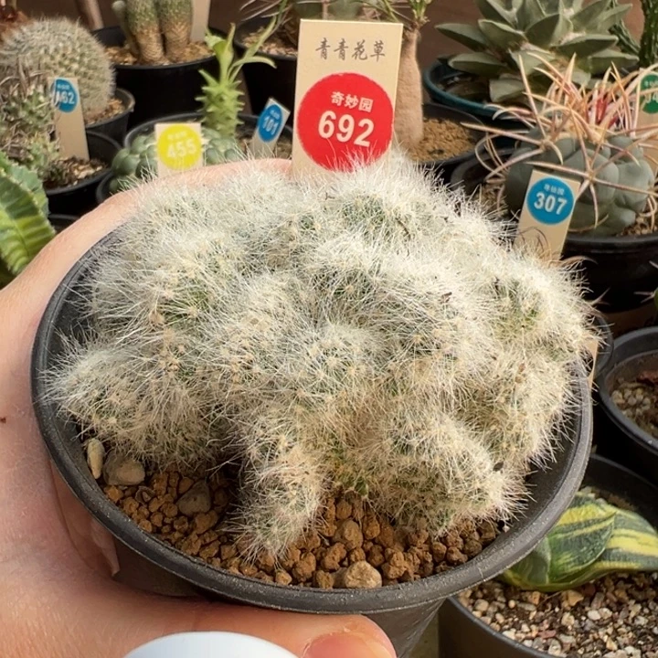 芳香丸缀化群9cm一棵仙人球