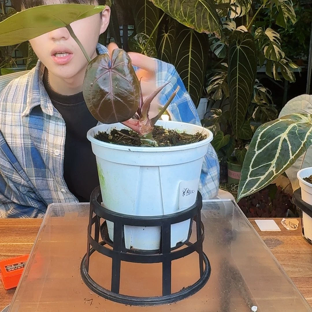 完全开放A61紫桃心