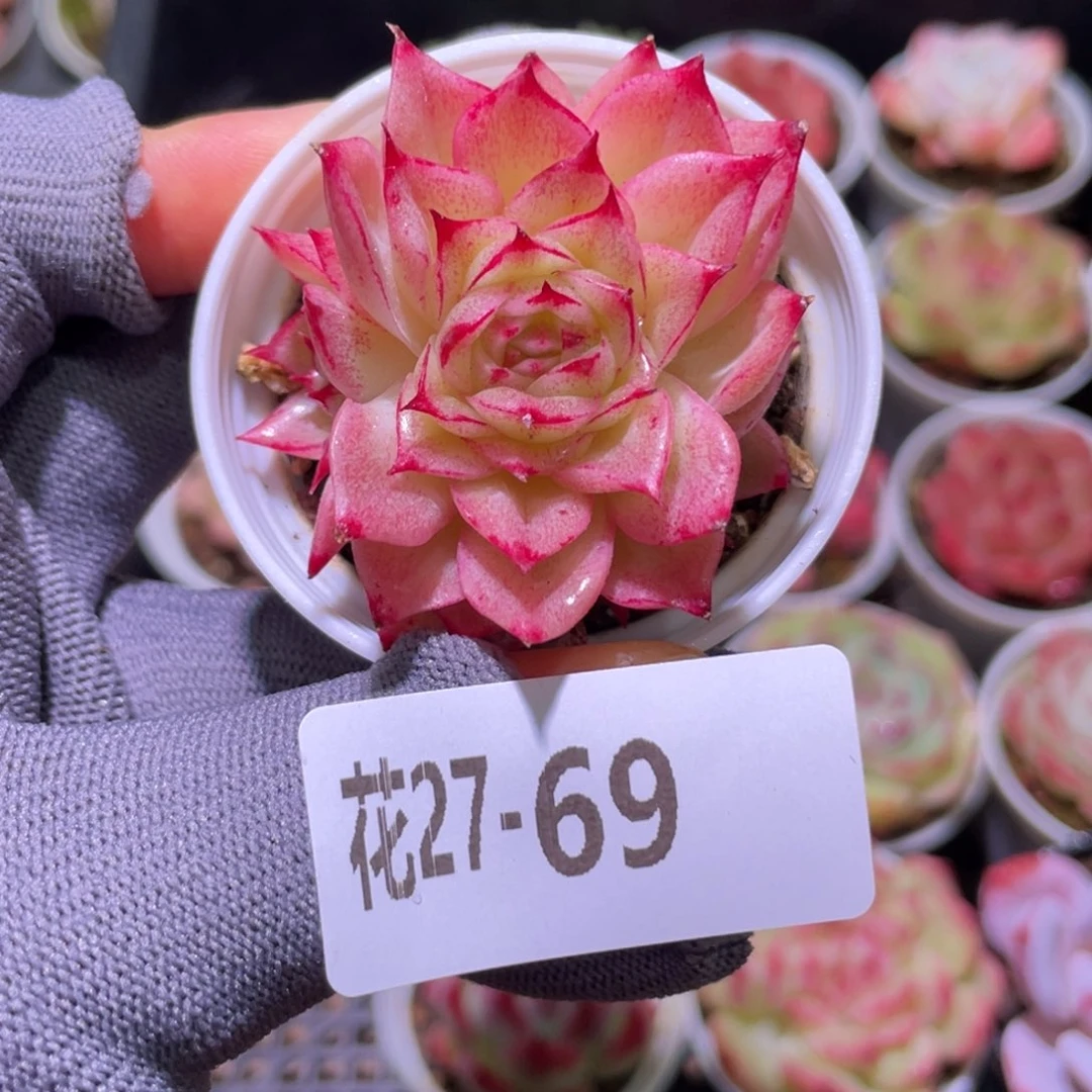 花利美27-69麦秆